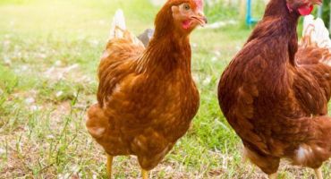 Vše o kuřatech z new hampshire